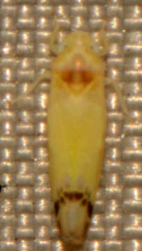 Image of Empoa (Empoa) saffrana (McAtee 1926)