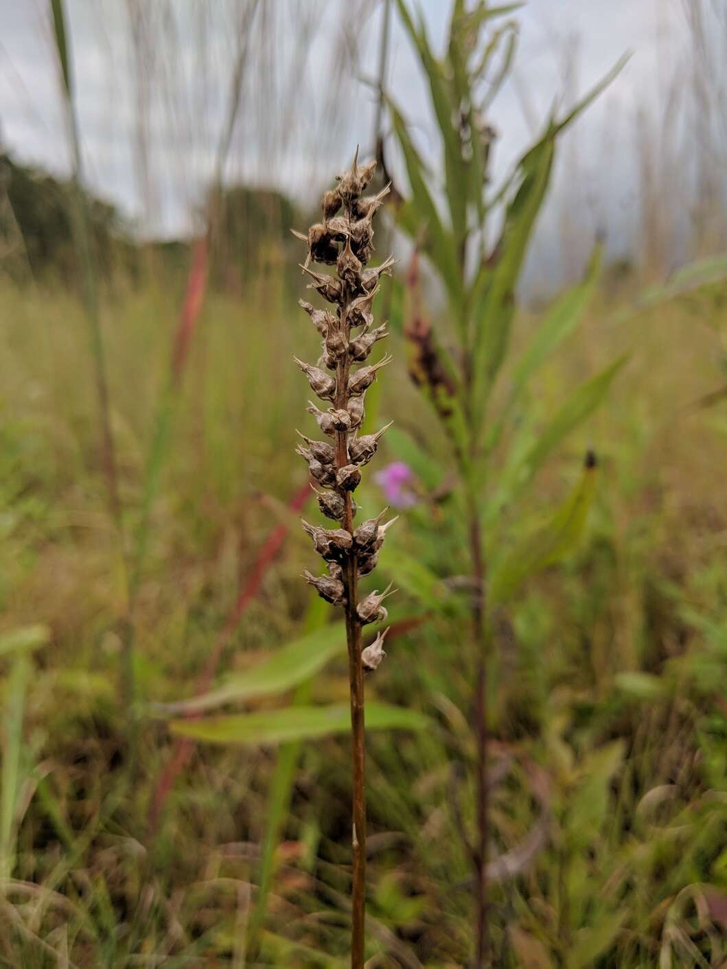 Sivun Aletris farinosa L. kuva