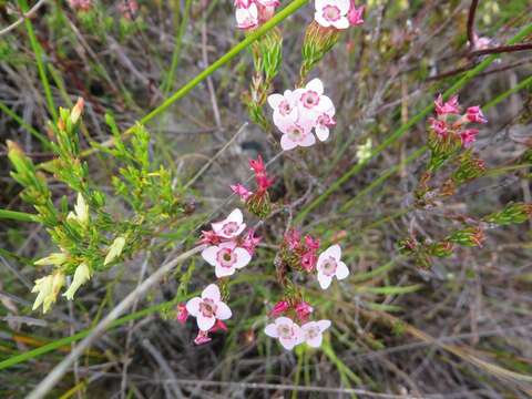 Image of Erica fastigiata var. fastigiata