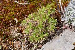 Plantago arborescens Poir. resmi