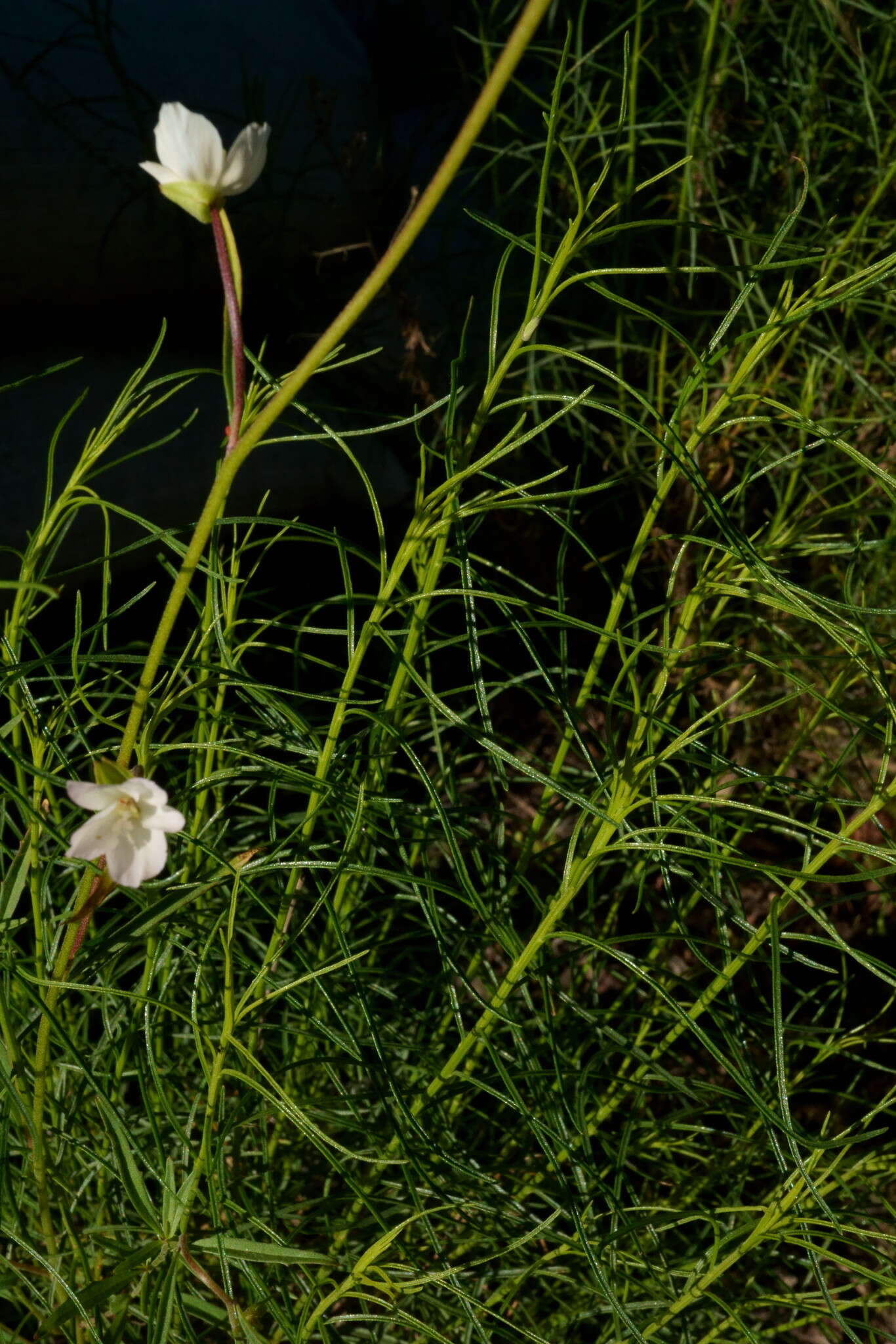 Image of canyon clarkia