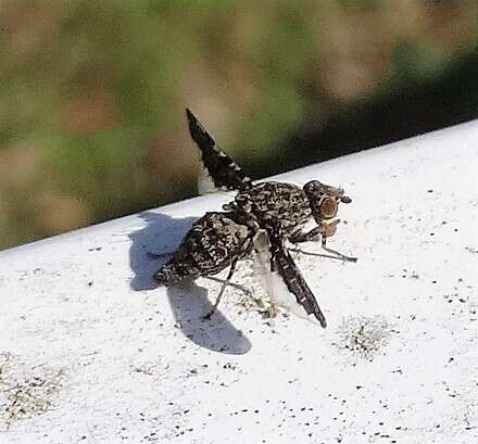 Callopistromyia strigula (Loew 1873)的圖片