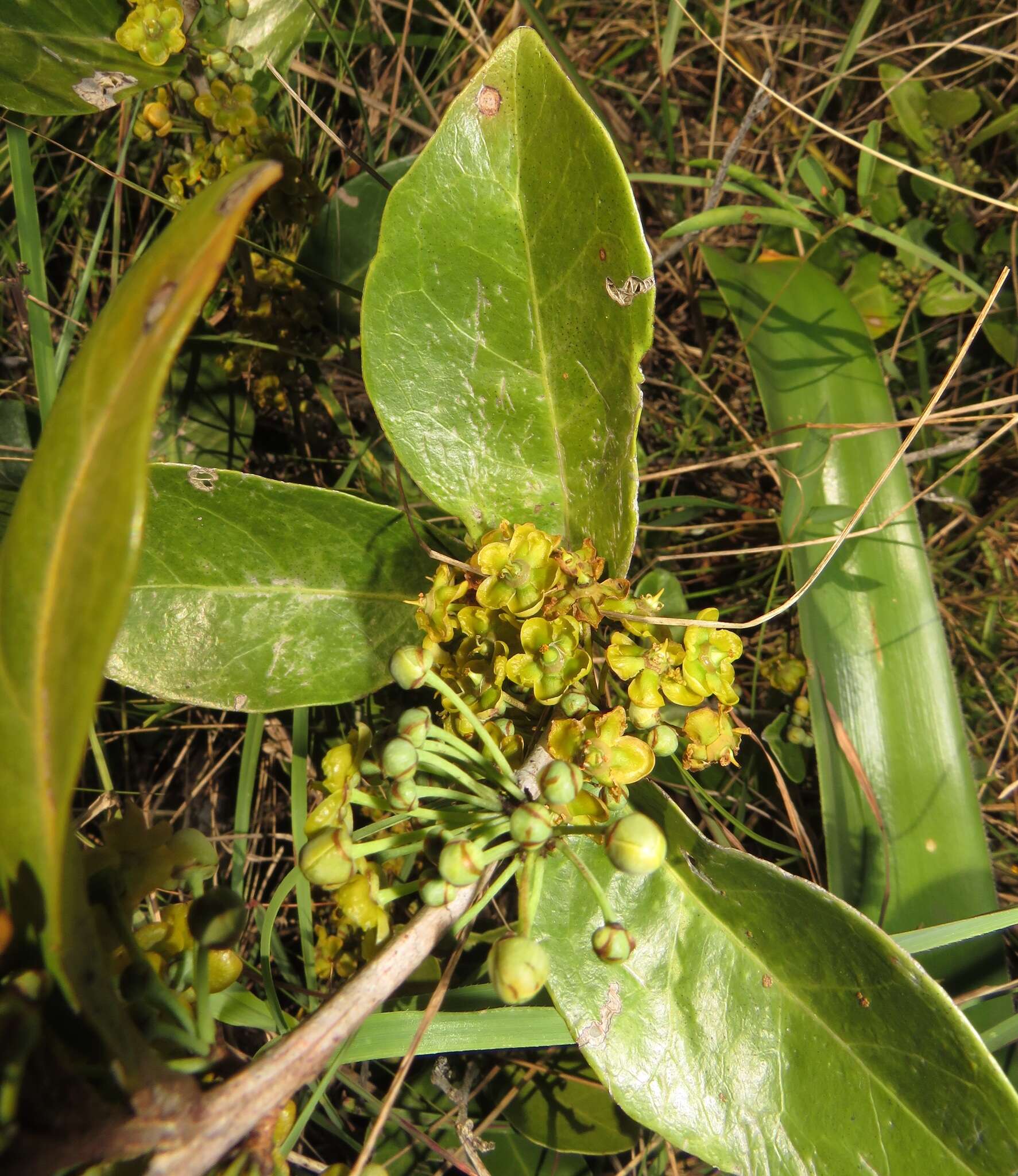 Image of Salacia kraussii (Harv.) Harv.