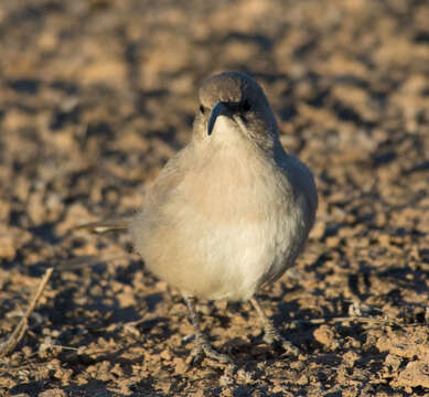 Image of Le Conte's Thrasher