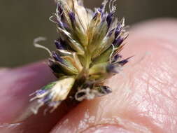 Imagem de Sesleria caerulea (L.) Ard.