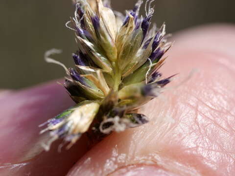 Image of Sesleria caerulea (L.) Ard.