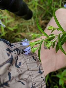 Image of purplestem aster