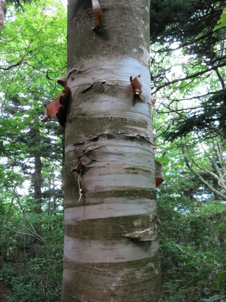 Image of Hearleaf Birch