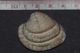 Lirophora varicosa (G. B. Sowerby II 1853) resmi