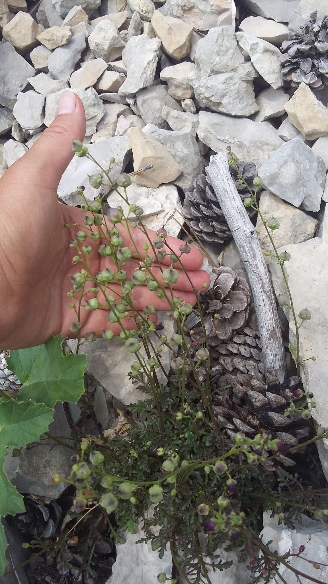 Image of Scrophularia exilis Popl.