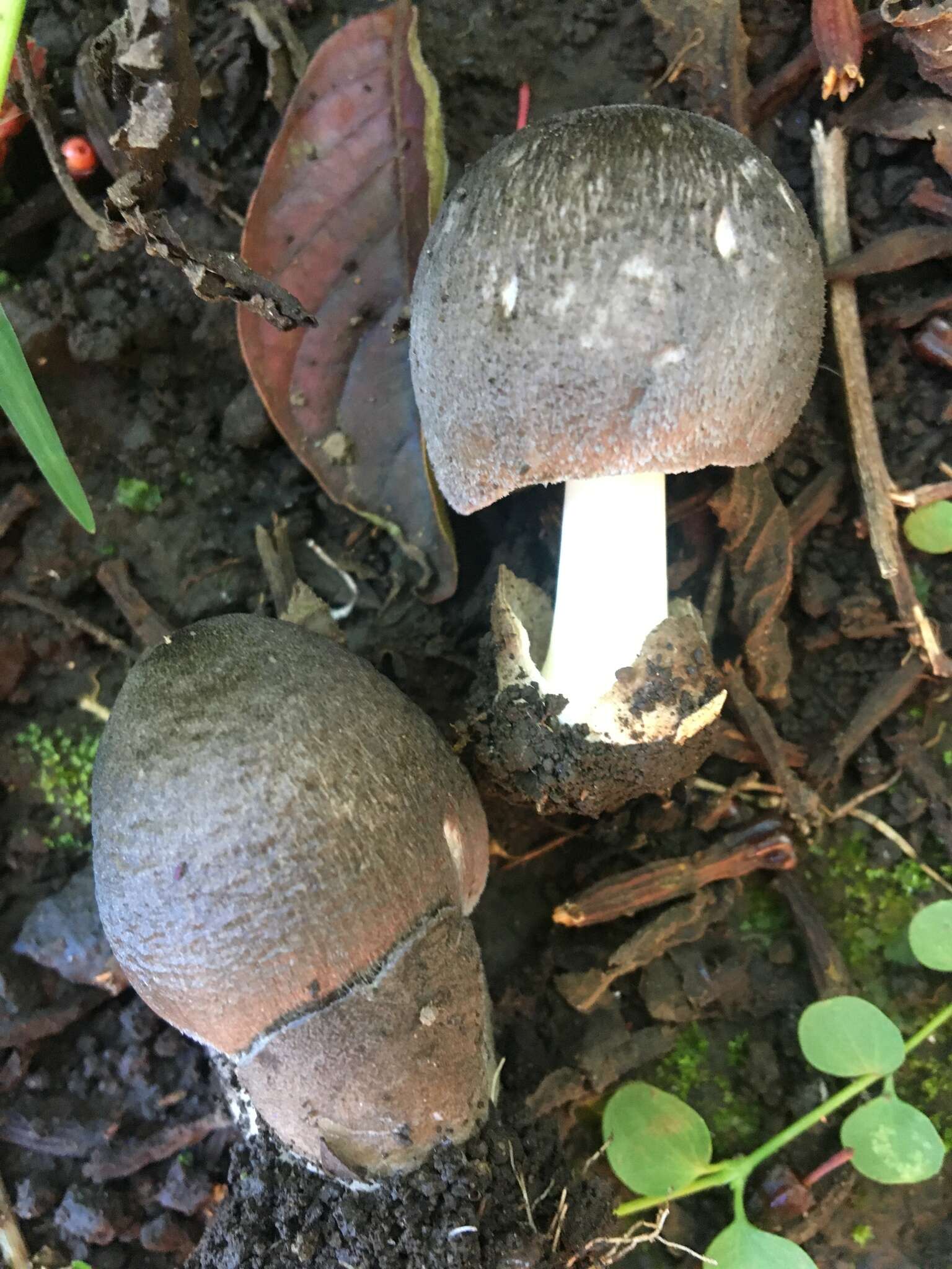 Image of straw mushroom