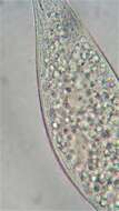 Image of Amphileptus pleurosigma (Stokes 1884) Foissner 1984