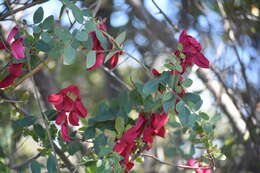 Imagem de Lathyrus splendens Kellogg