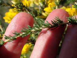 Image of Aspalathus corrudifolia Bergius