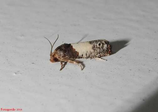 Image of Goldenrod Gall Moth