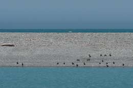 Image of New Zealand Scaup