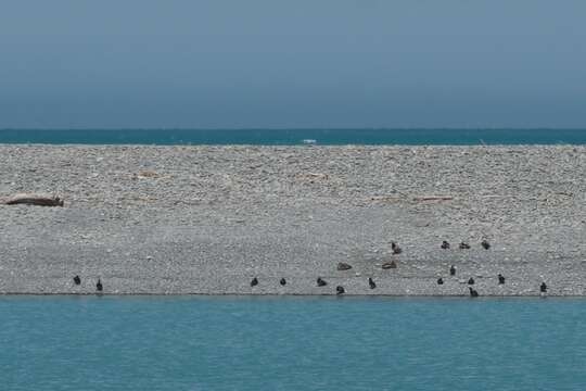 Image of New Zealand Scaup