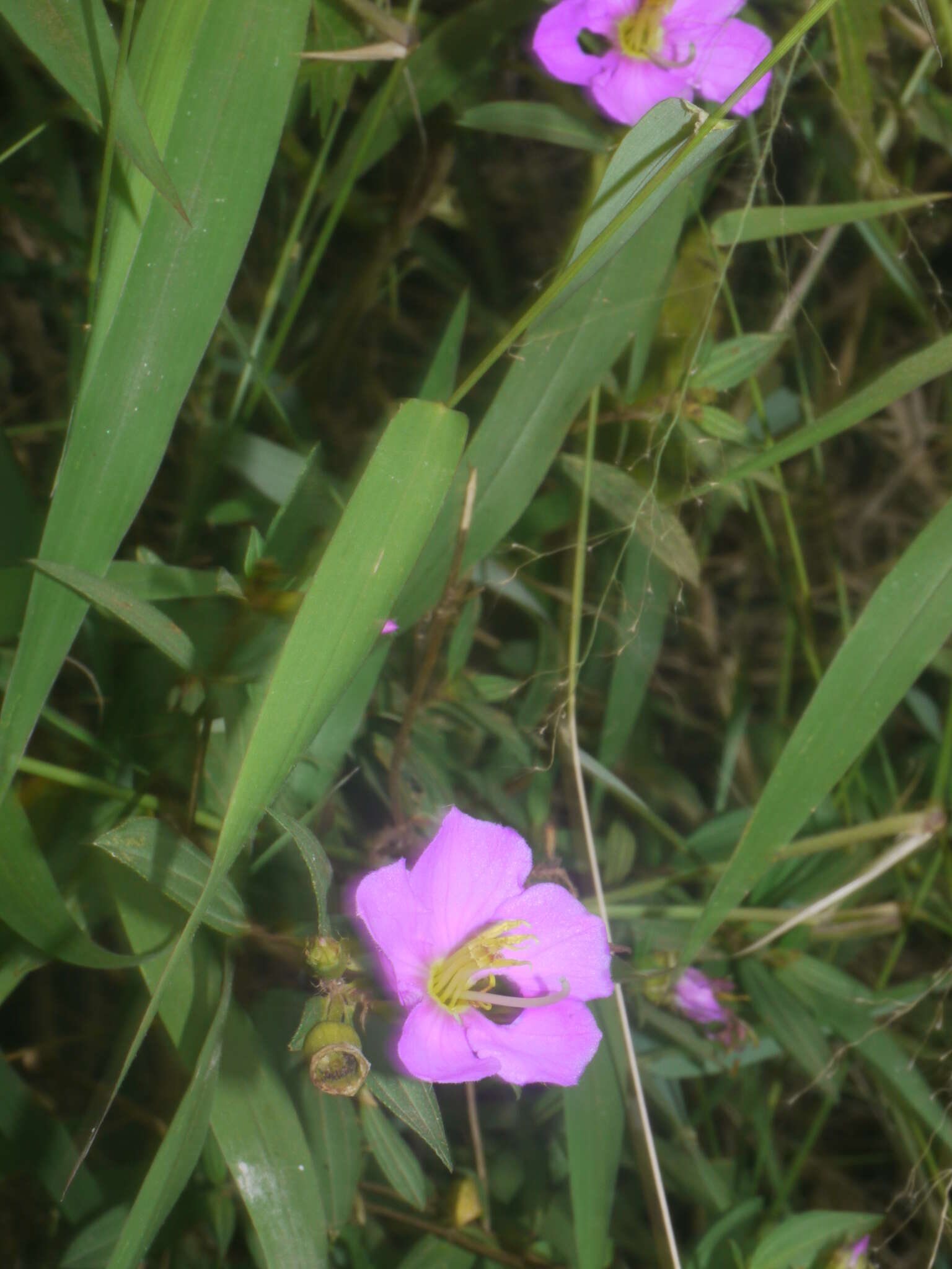 Image of Osbeckia octandra (L.) DC.