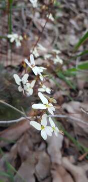 Image of Stylidium hispidum Lindley