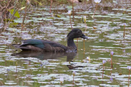 Image of Cairina Fleming & J 1822