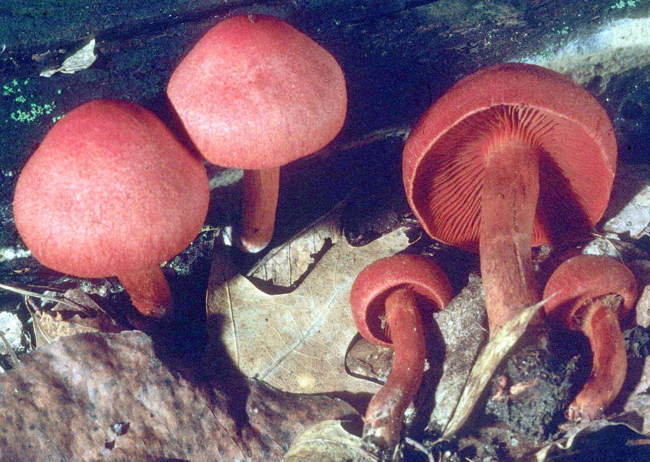 Cortinarius marylandensis (Ammirati) Ammirati, Niskanen & Liimat. 2013的圖片