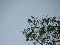 Image of Rosy Bee-eater