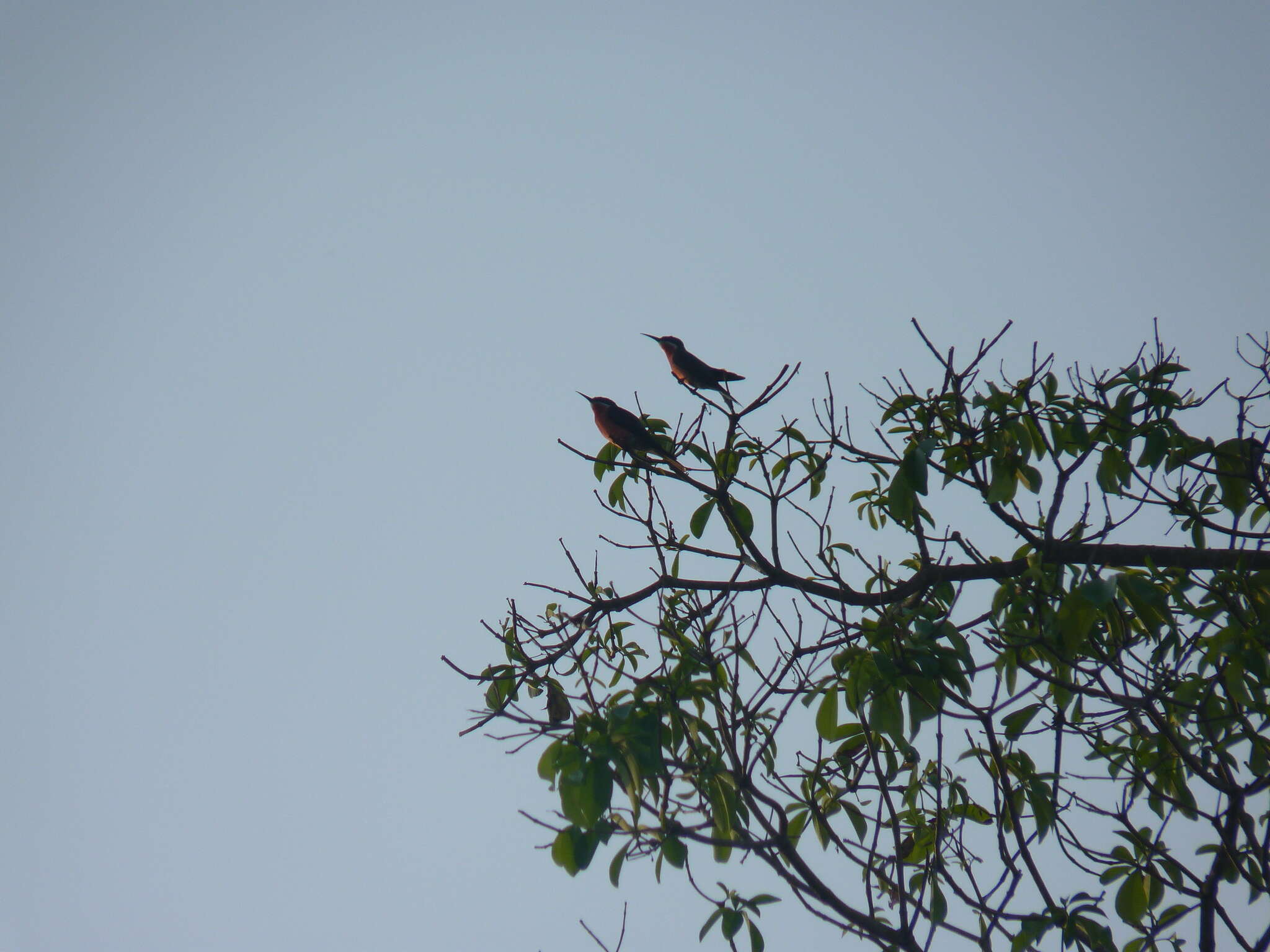 Image of Rosy Bee-eater