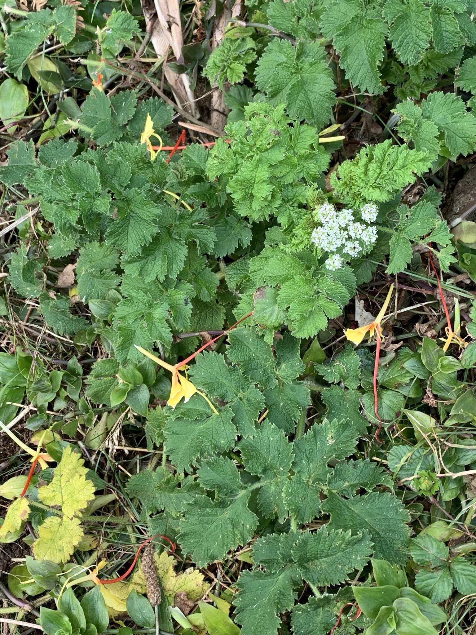 Imagem de Chaerophyllum azoricum Trelease