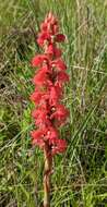 Imagem de Satyrium monadenum Schltr.