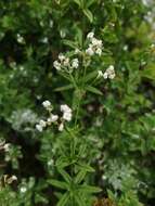 Sivun Galium paniculatum (Bunge) Pobed. kuva