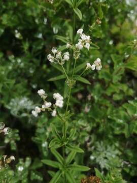 Plancia ëd Galium paniculatum (Bunge) Pobed.