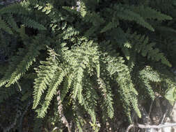 Image of lace lipfern