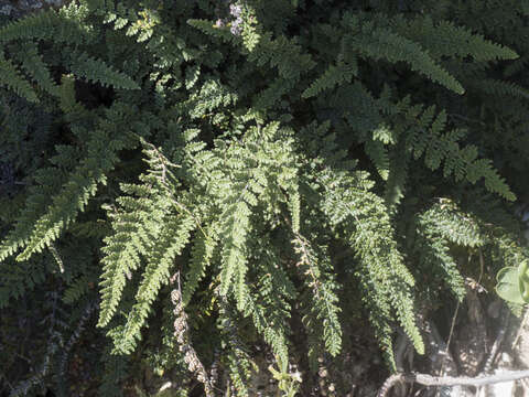 Plancia ëd Myriopteris gracillima (D. C. Eat.) J. Sm.