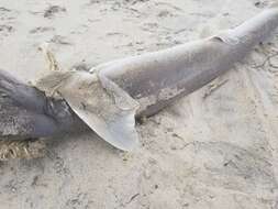 Image of Dusky Smoothhound