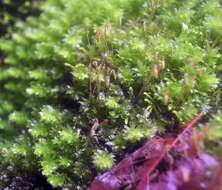 Image of plagiomnium moss