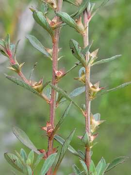 Image de Ludwigia curtissii Chapm.