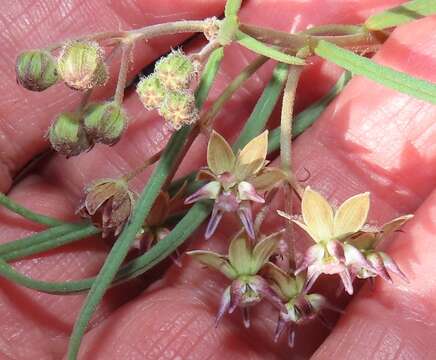 Image of Asclepias brevipes (Schltr.) Schltr.