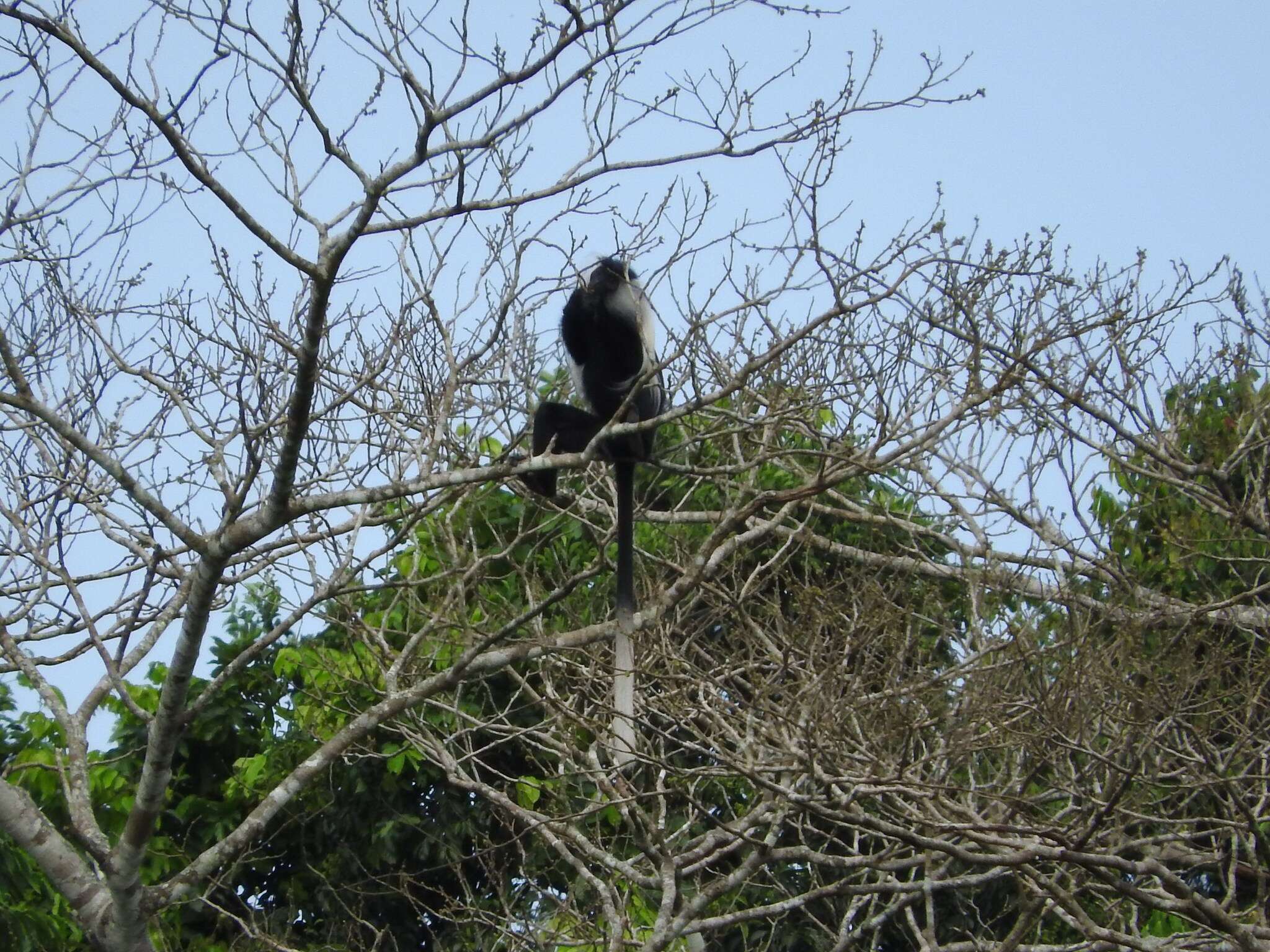 Imagem de Colobus angolensis Sclater 1860