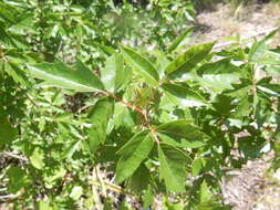Image of eastern poison ivy