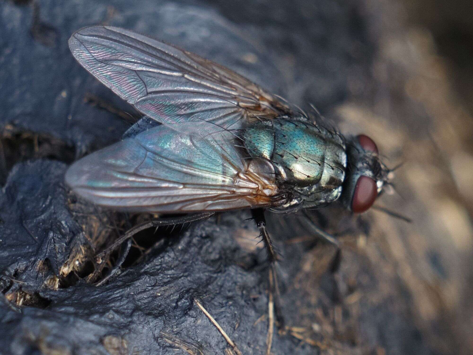 Imagem de Eudasyphora zimini (Hennig 1963)