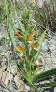 Image of Wachendorfia multiflora (Klatt) J. C. Manning & Goldblatt