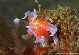 Image of Sea slug