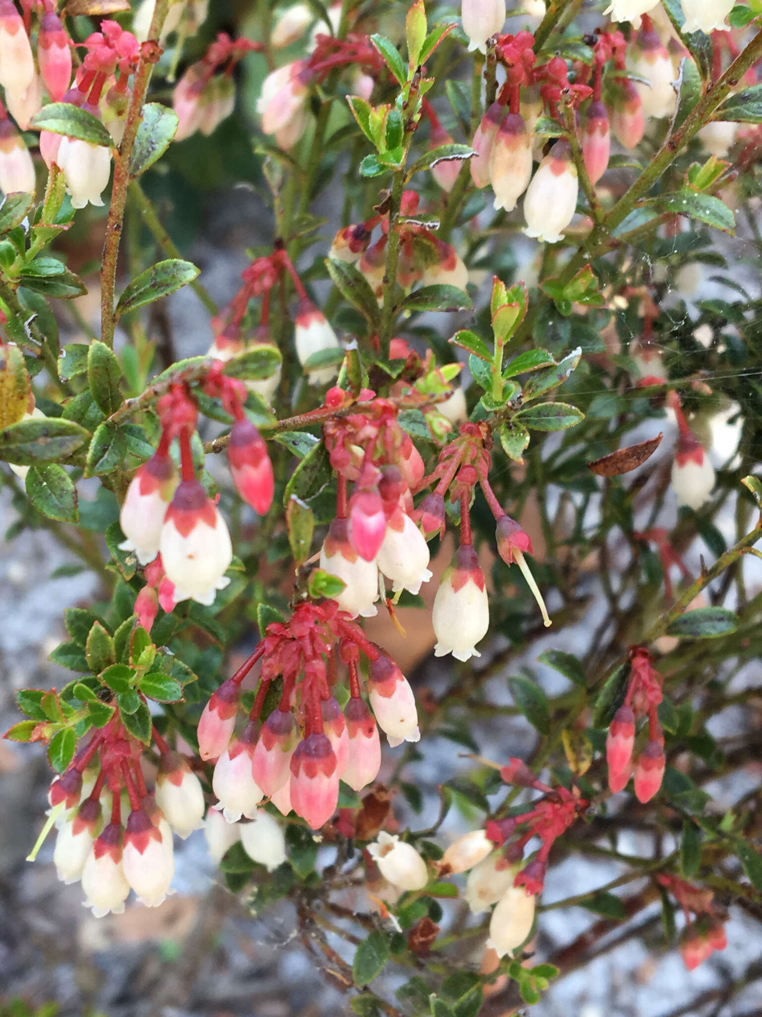 Image de Vaccinium myrsinites Lam.