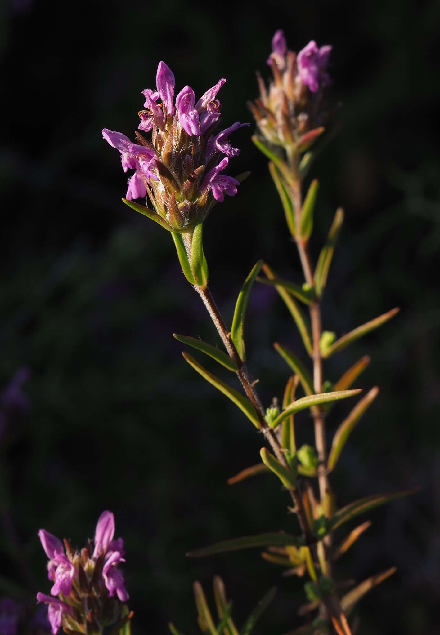 Image of Thymbra spicata L.