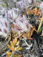 Image of Ptilotus declinatus Nees