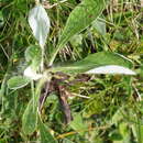 Image of Pilosella hoppeana (Schult.) Sch. Bip., F. W. Schultz & Sch. Bip.