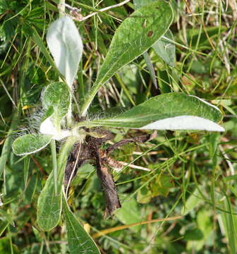 Image of Pilosella hoppeana (Schult.) Sch. Bip., F. W. Schultz & Sch. Bip.