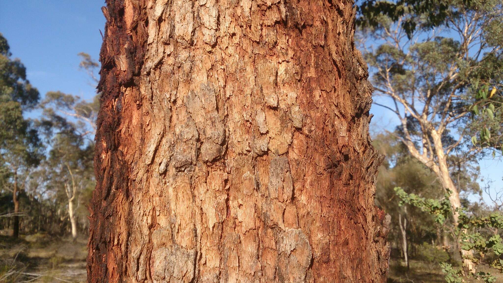 صورة Corymbia calophylla (Lindl.) K. D. Hill & L. A. S. Johnson