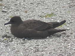 Image of Christmas Shearwater