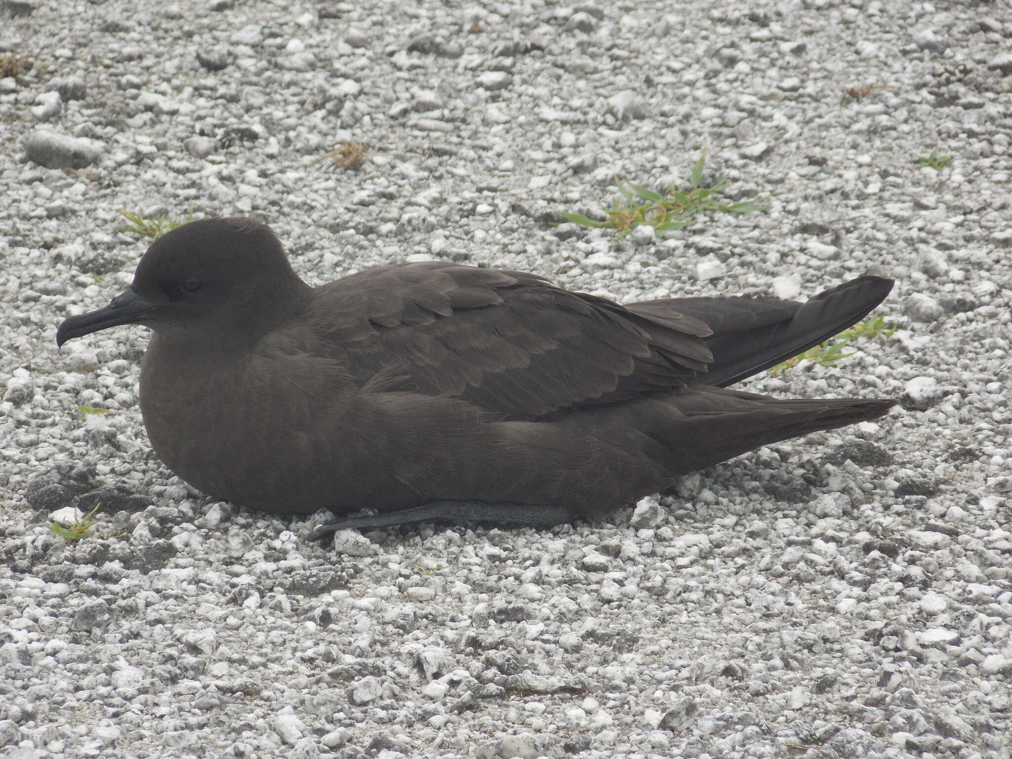 Image of Christmas Shearwater